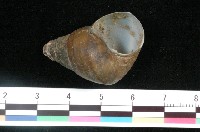 藏品(長田螺)的圖片